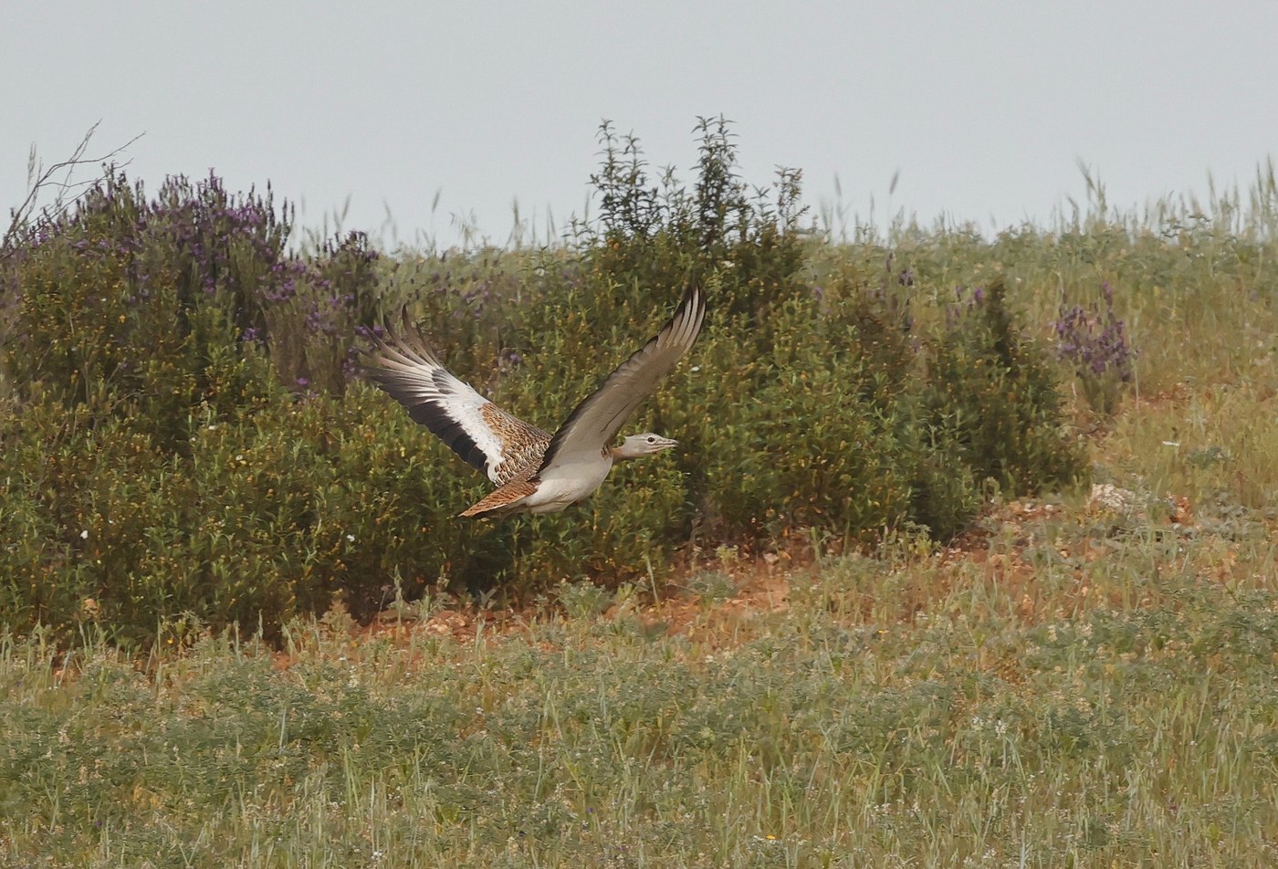 Great Bustard Identification Guide