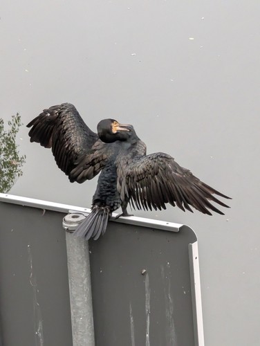 Great Cormorant