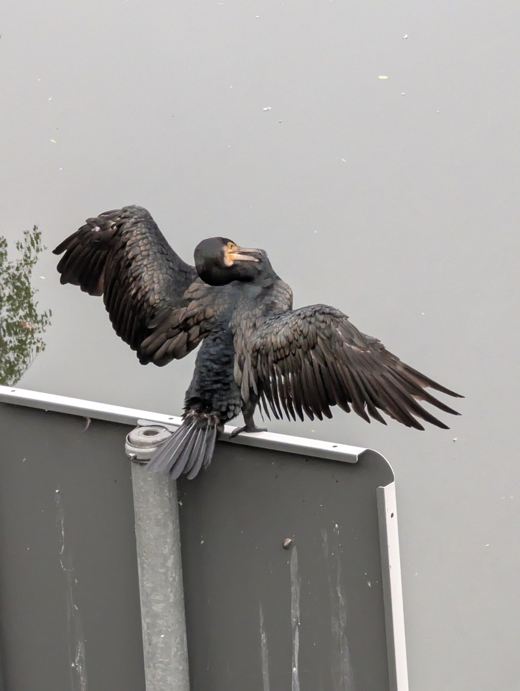 Great Cormorant (Phalacrocorax carbo)
