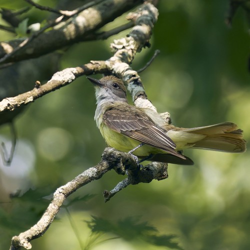 Great Crested Flycatcher