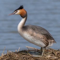 Great Crested Grebe Identification Guide