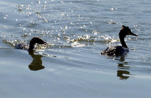 Great Crested Grebe