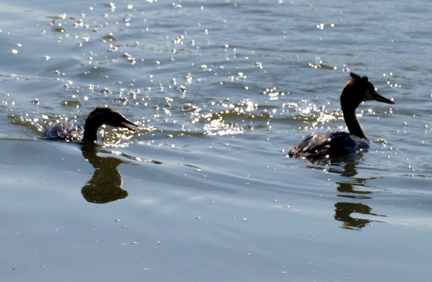 Great Crested Grebe Identification Guide