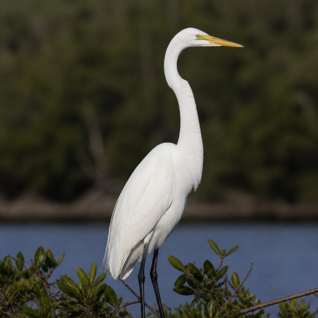 Great Egret