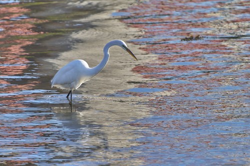 Great Egret