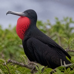 Great Frigatebird Identification Guide