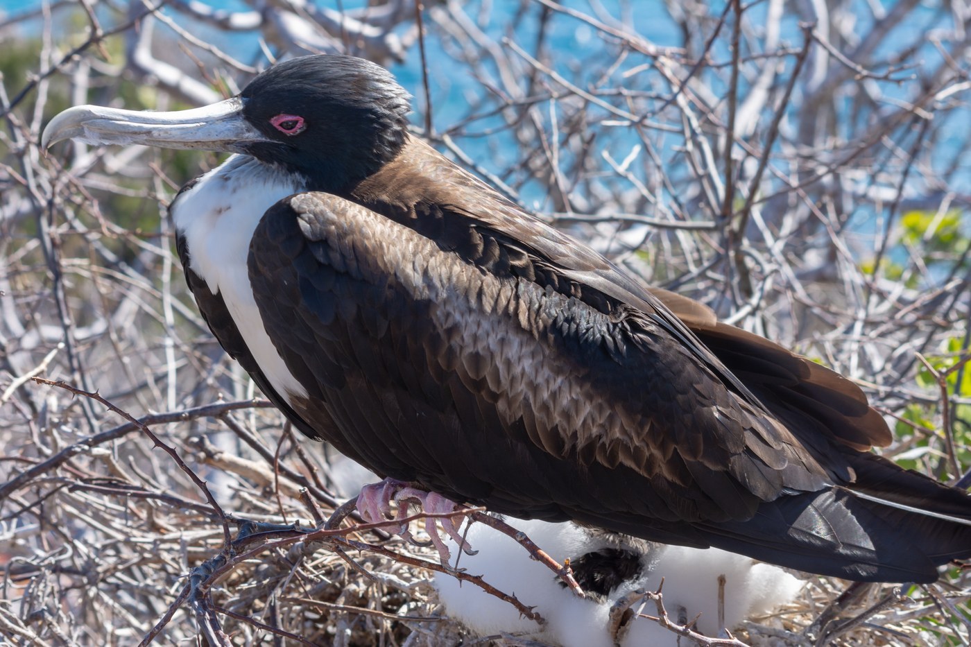 Great Frigatebird Identification Guide
