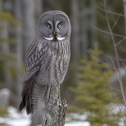 Great Grey Owl Identification Guide