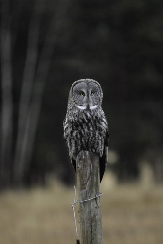 Great Grey Owl