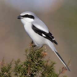 Great Grey Shrike Identification Guide
