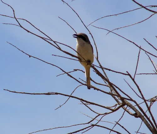 Great Grey Shrike