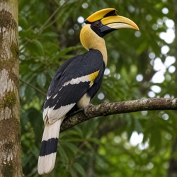 Great Hornbill Identification Guide