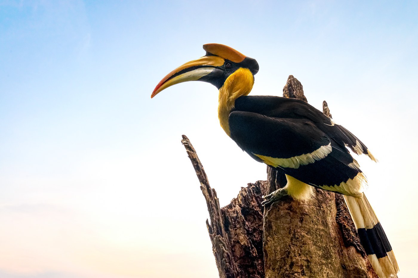 Great Hornbill (Buceros bicornis)