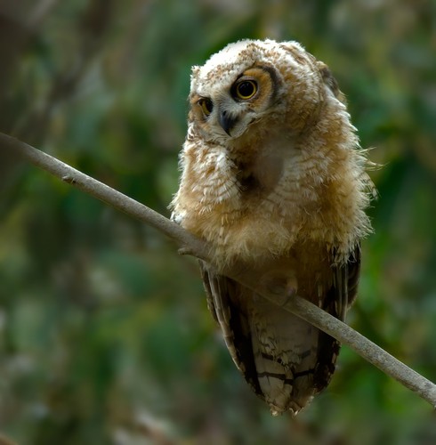 Great Horned Owl