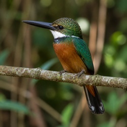 Great Jacamar Identification Guide