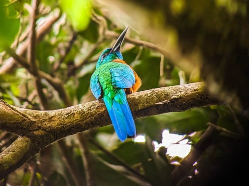 Great Jacamar