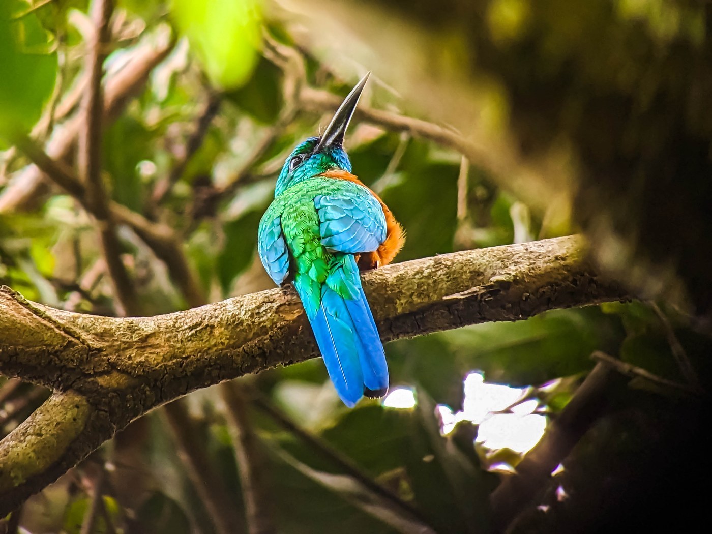 Great Jacamar (Jacamerops aureus)