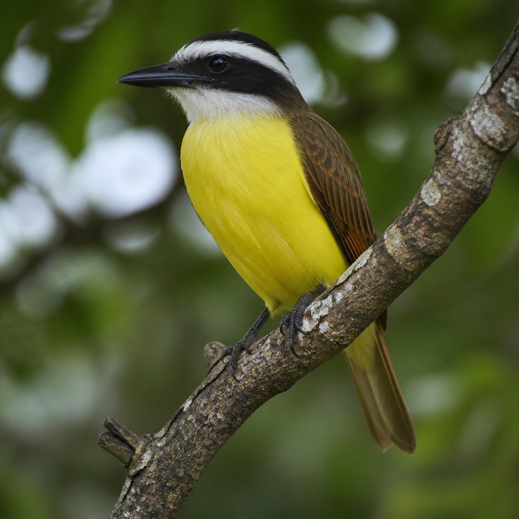 Great Kiskadee (Pitangus sulphuratus)