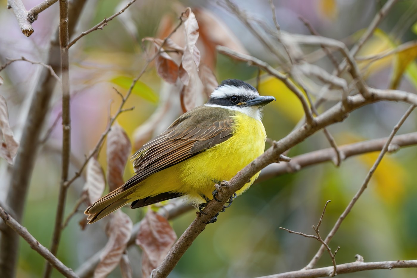 Great Kiskadee (Pitangus sulphuratus)