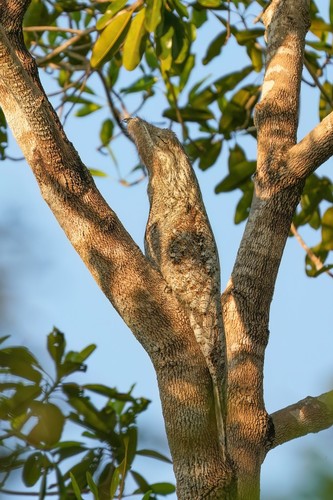 Great Potoo