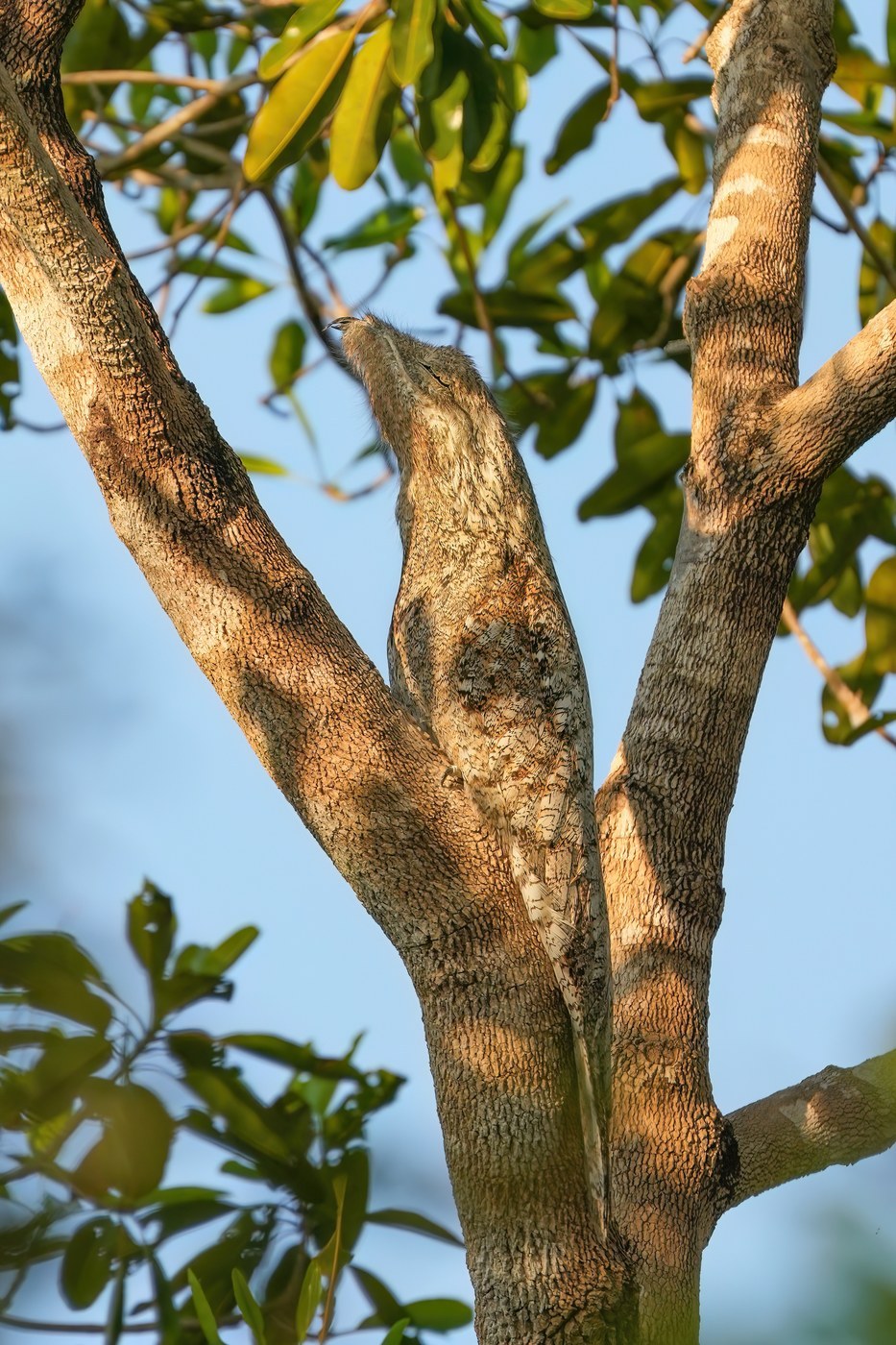 Great Potoo (Nyctibius grandis)