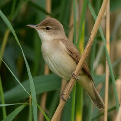 Great Reed Warbler Identification Guide