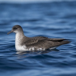 Great Shearwater Identification Guide