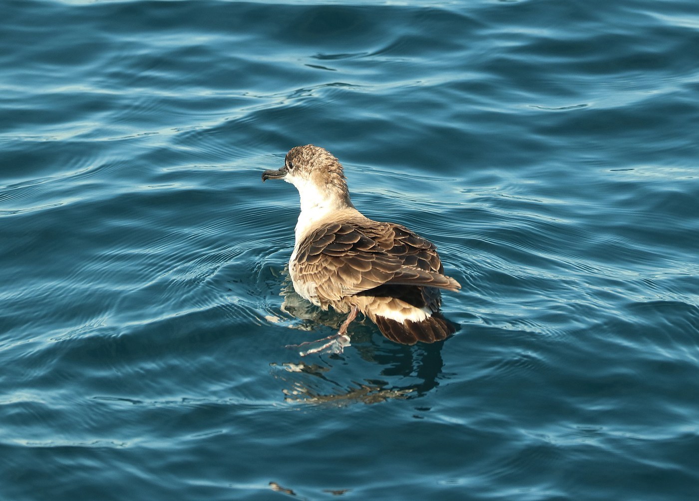 Great Shearwater (Ardenna gravis)