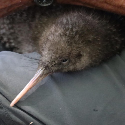 Great Spotted Kiwi