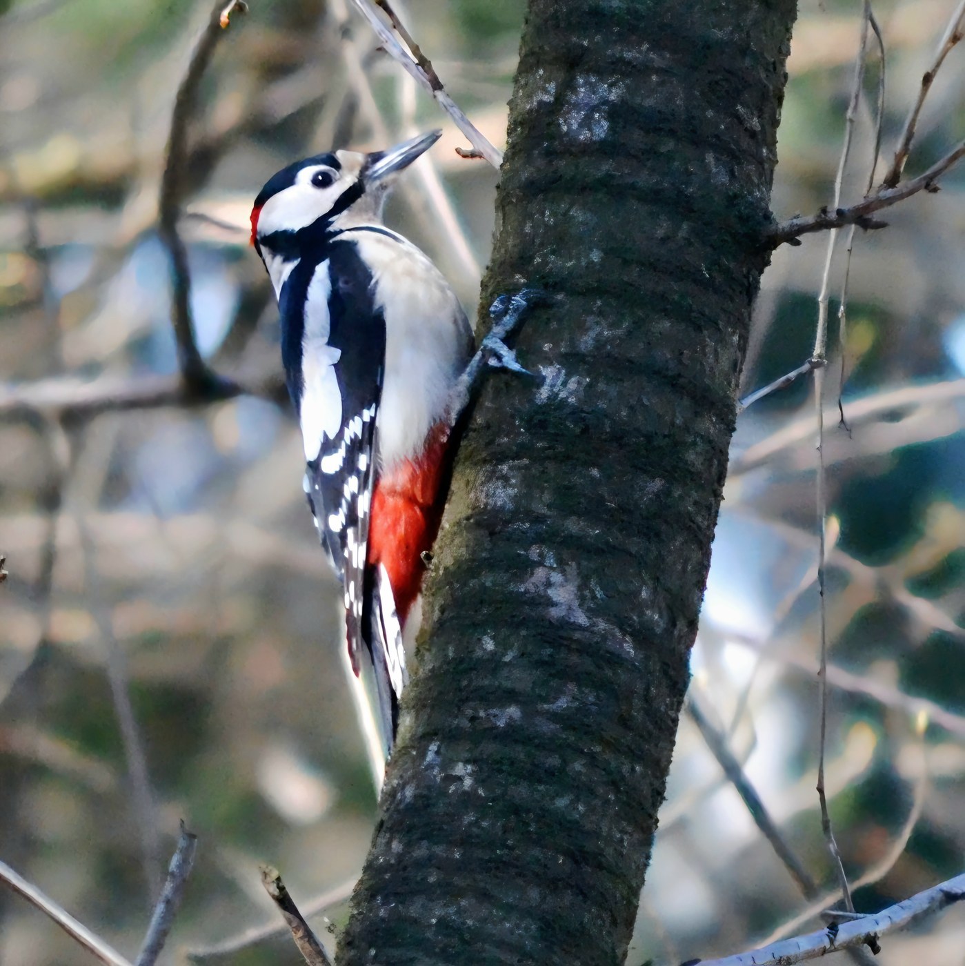 Great Spotted Woodpecker (Dendrocopos major)