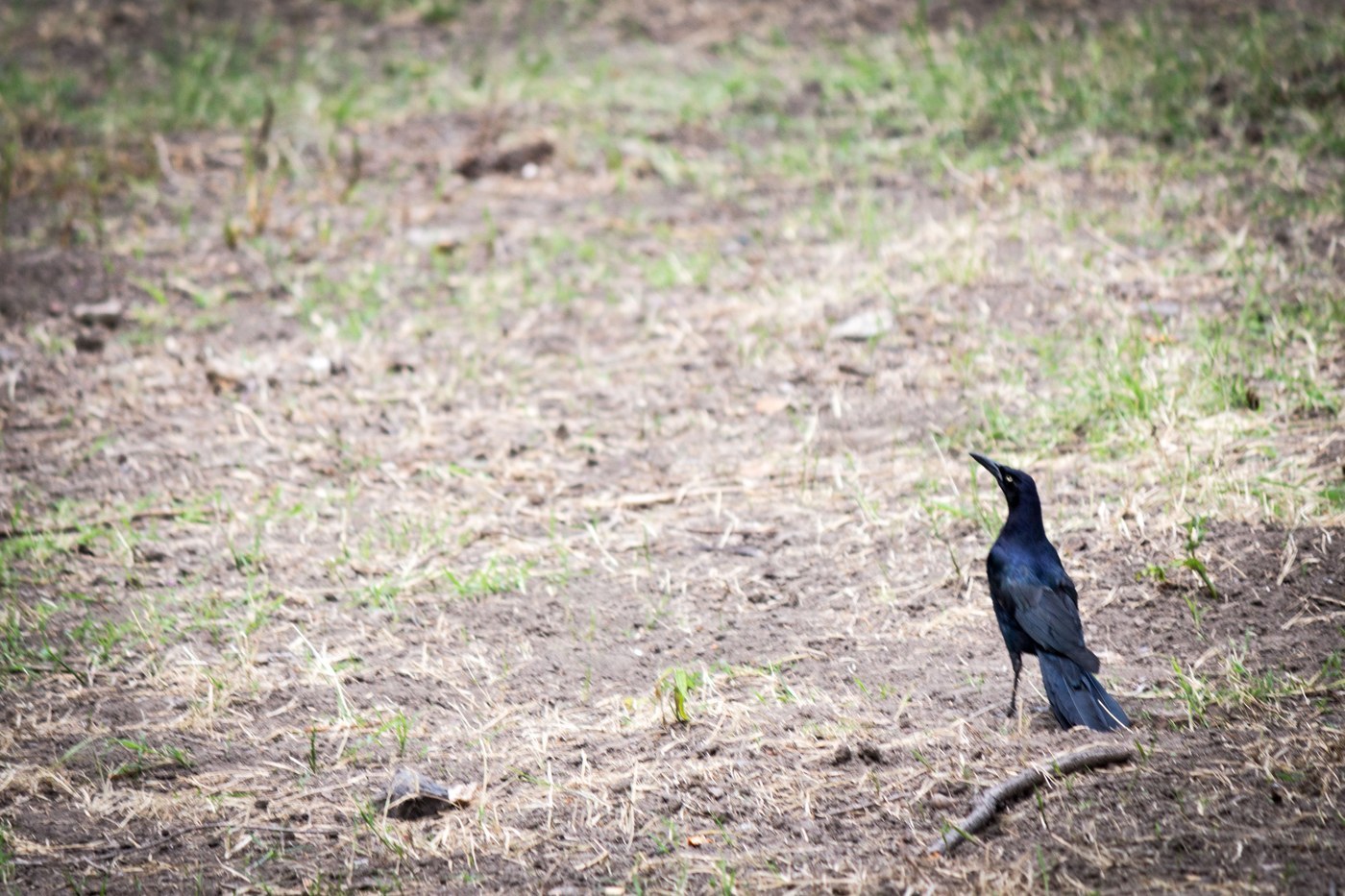 Great-tailed Grackle (Quiscalus mexicanus)