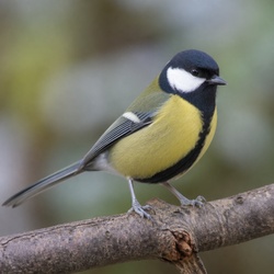 Great Tit Identification Guide