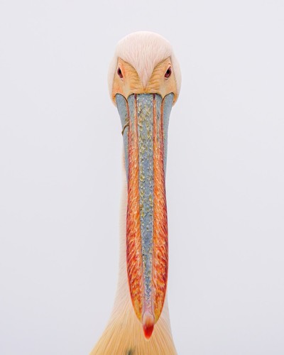 Great White Pelican