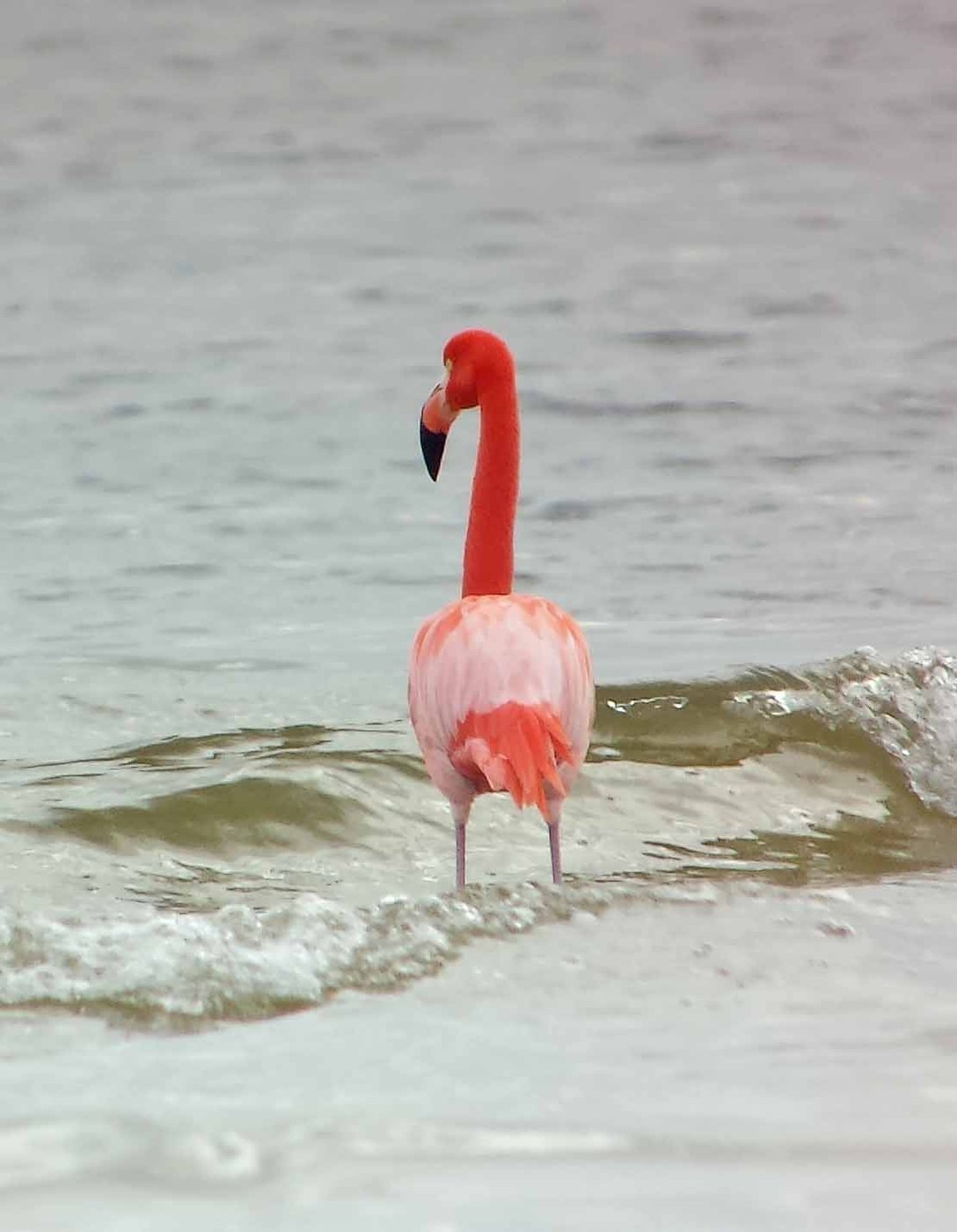 Greater American Flamingo Identification Guide
