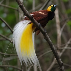 Greater Bird-of-paradise Identification Guide