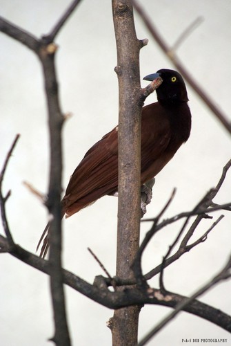 Greater Bird-of-paradise