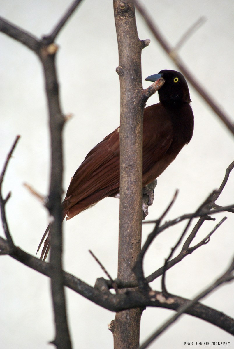 Greater Bird-of-paradise Identification Guide