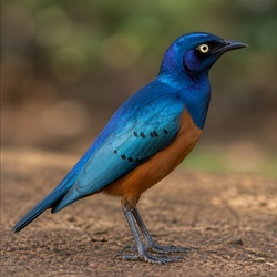 Greater Blue-eared Starling Identification Guide
