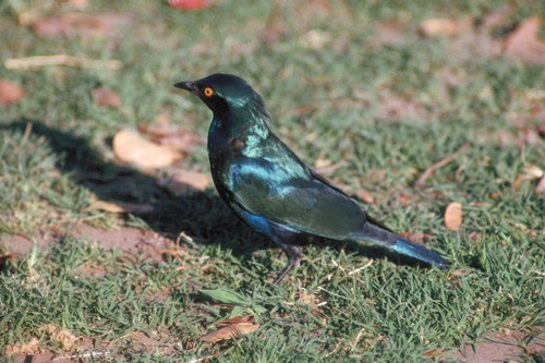 Greater Blue-eared Starling