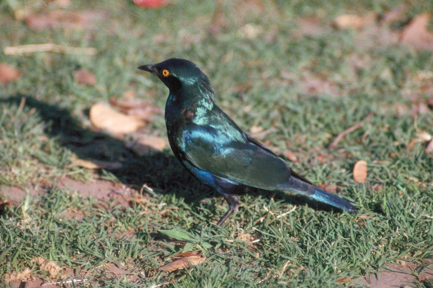 Greater Blue-eared Starling (Lamprotornis chalybaeus)