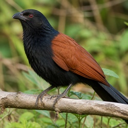 Greater Coucal Identification Guide