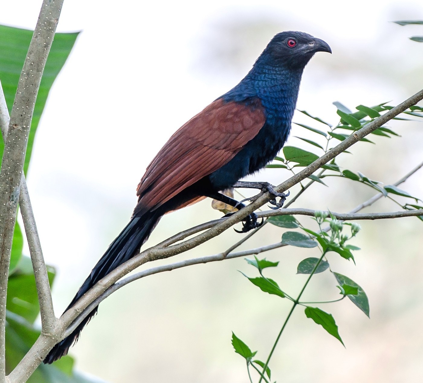 Greater Coucal (Centropus sinensis)
