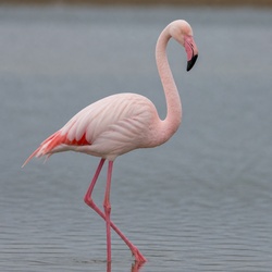 Greater Flamingo Identification Guide