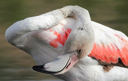 Greater Flamingo