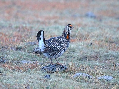 Greater Prairie-Chicken
