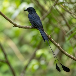 Greater Racket-tailed Drongo Identification Guide
