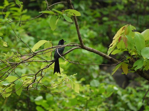 Greater Racket-tailed Drongo