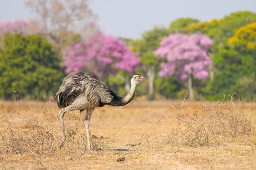 Greater Rhea