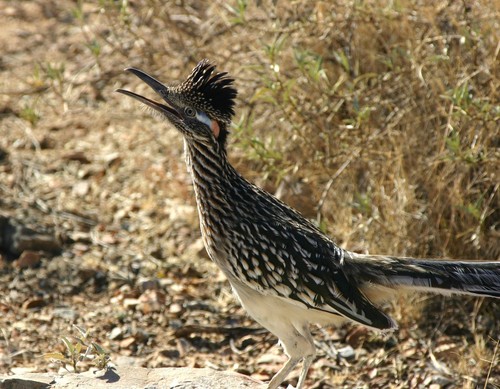 Greater Roadrunner