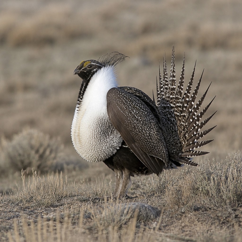 Greater Sage-Grouse
